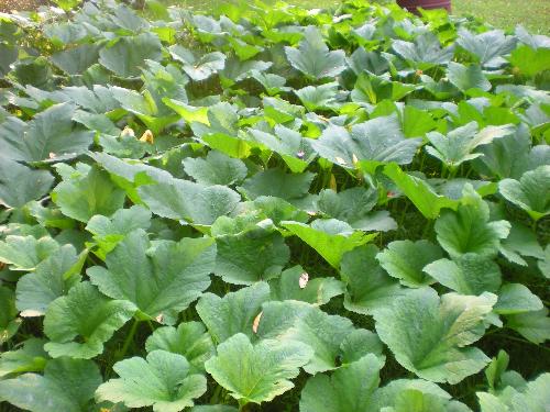Patch - Pumpkin patch!