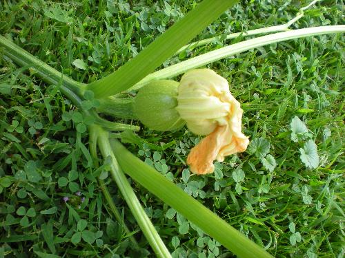 Growing - The pumpkins are growing!