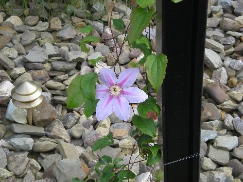 Flowers - pretty purple flower