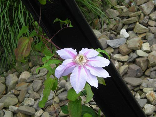 Purple flower - More purple flower pictures!