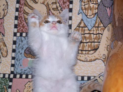 kitty - my baby!