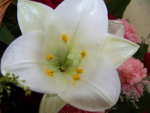 lily - flower