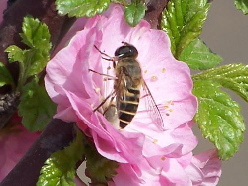 bee - bee and flower