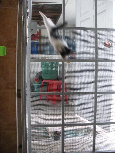 Supercat - SuperCat trying to save the world~