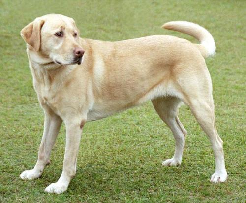 Labrador - Yellow Labrador Retriever
There is some confusion surrounding the naming of the early breed. The foundational breed of what is now the Labrador Retriever was the St. John's Water Dog or St. John's Dog. When the dogs were later brought to England, they were named after the geographic area known as "the Labrador" or simply Labrador, even though the breed was from the more southern Avalon Peninsula. Labrador - Yellow Labrador Retriever
There is some confusion surrounding the naming of the early breed. The foundational breed of what is now the Labrador Retriever was the St. John's Water Dog or St. John's Dog. When the dogs were later brought to England, they were named after the geographic area known as "the Labrador" or simply Labrador, even though the breed was from the more southern Avalon Peninsula.