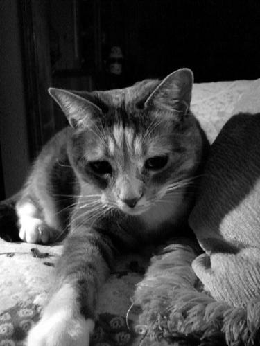 My Cat 'Shadow' - Black and White Photo Of My Cat 'Shadow'