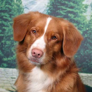 Toller - What beautiful expression!