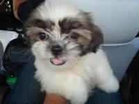 my pet dog - this is wookiee, my shih tzu. he is the sweetest dog.