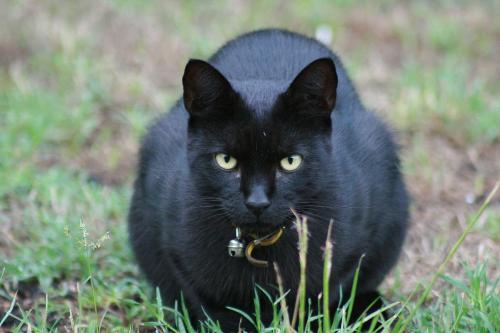 black cat - this is one of my favorite departed friends, may he rest in piece, poor little bugger!