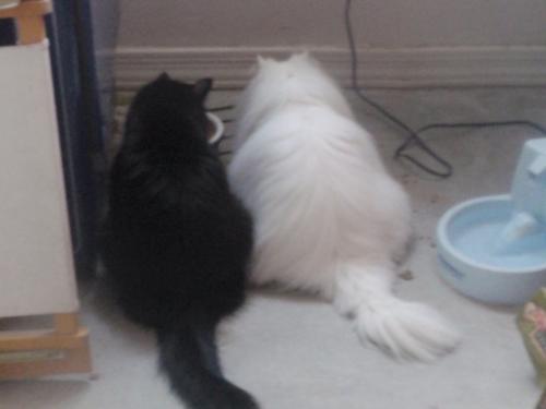 Duncan and Sweet Pea - Two of my cats, Duncan(black) and Sweet Pea (white).