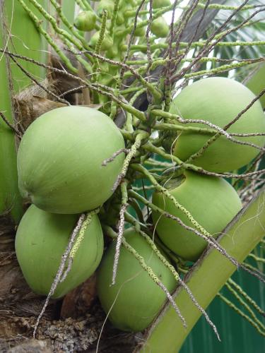 health - coconut water is good for health.
