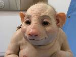 piggy - pigs can be great pets too!