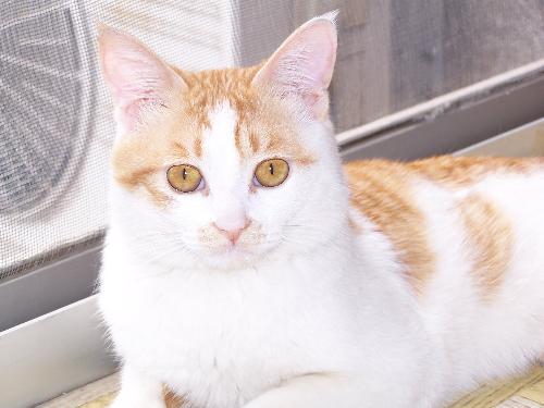 beauty - cat