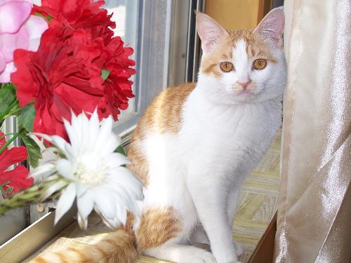 model - cat
