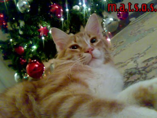 cat