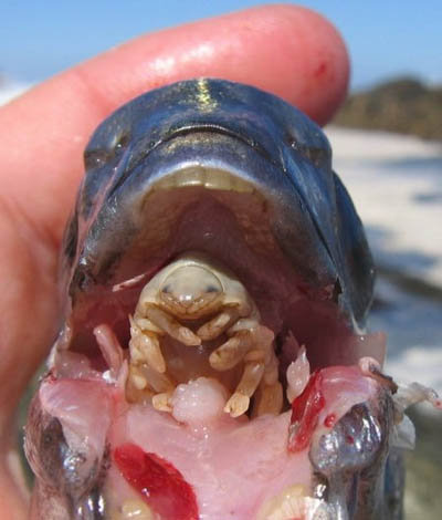 stingfish - toungelash