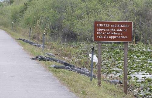Gators... We have them here! - These are much bigger than the little guy we have in our backyard pond.