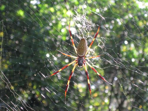 We've got big spiders here, too!  - Banana Spider... They grow big down here in the south.