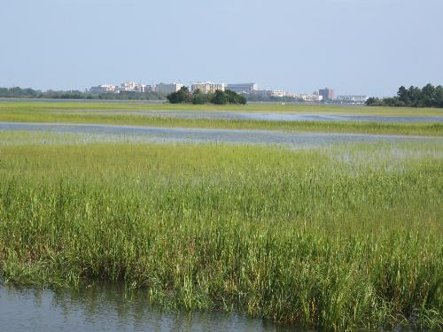 The marsh. - This was taken at Charlestown Landing.