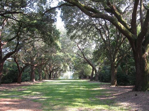 Live Oaks - A lot of weddings take place here.
