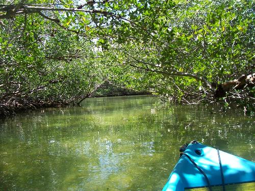 Kayaking through the Mangroves in the Keys - Kayaking through the Mangroves... Very cool.