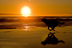 Dog running on beach at dawn - Love this picture...