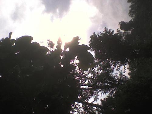 nature silhouette - a sillhouette of trees