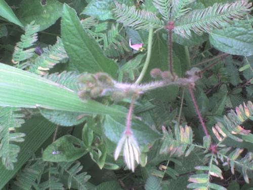 wild plant seed - wild plant tropical seed