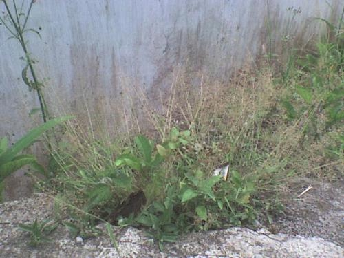 bushes - bushes appear between wall and concrete floor