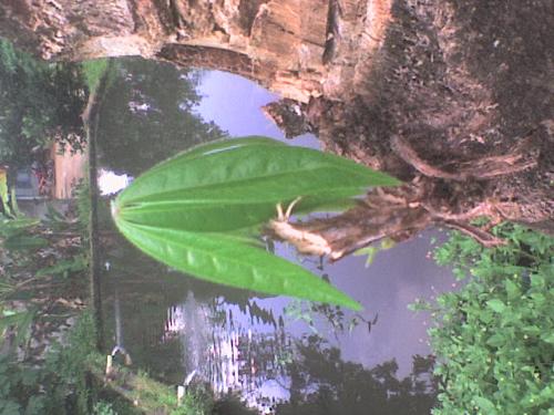 young leaf - young leaf from big tree