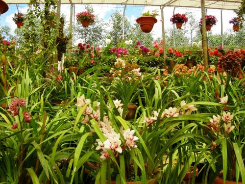 garden - A beautiful garden, blooming flowers all over!