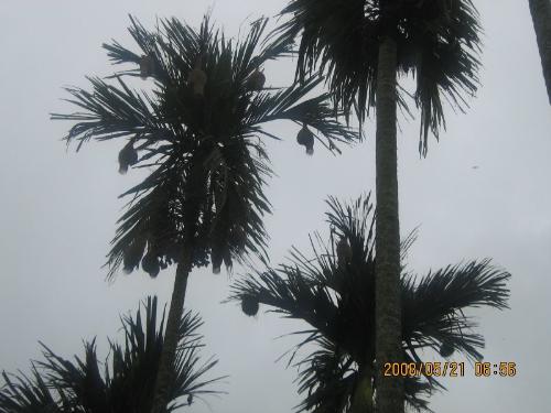 nest - Beautiful nest, home of one kind of bird in India.