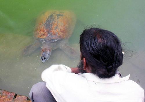 turtle - One turtle, coming to the bank of the pond!