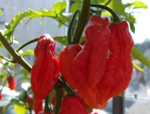 chilly - The hottest chilly of the world, grows in Assam, India.