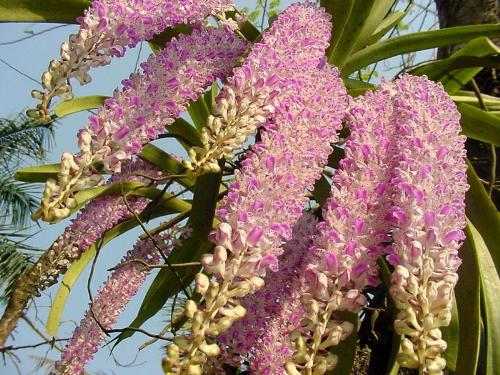 orchid - Fox tailed orchid, grows only in the north east part of India.