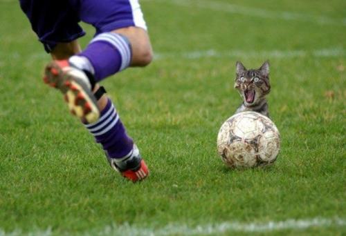 Don't Kick Me! - Don' kick that poor cat behind that soccer ball!