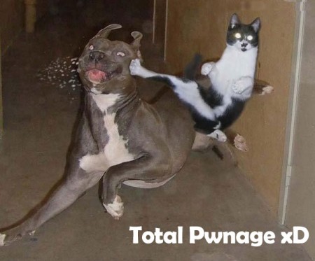 Totall Pwnage - That dog just experienced some kitty-pwnage.
