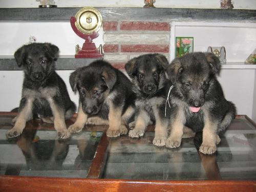 Pups - Those The Pups Which my Pet Dog Bunny Has Given.:-)