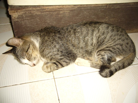 my cute cat sleeping - our cute cat sleeping on top of our stove LOL