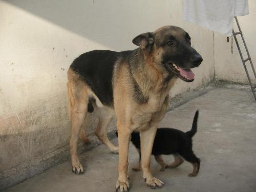 The Father - Oscar ,He is the father of the pups:)