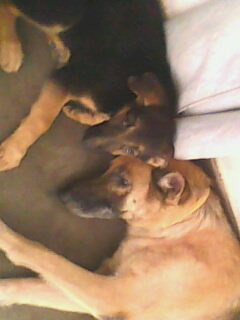 Bunny - My Pet Bunny Sleeping With Her Pup :)