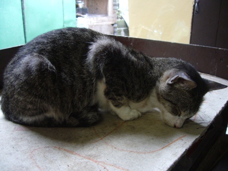 my cute cat sleeping 2 - LOL! i made a mistake on the caption of my other photo. it should say: 'my cute cat sleeping by our fridge', and not 'our stove'. this is the one which shows him sleeping by our stove :)