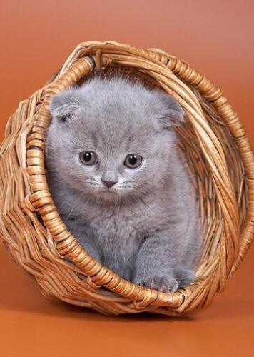 Cute Kitten - looking for a New home