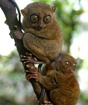tarsier - smallest monkey