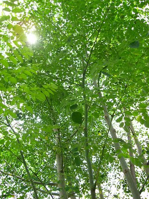 moringa - malunggay