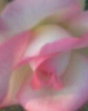 flower - the flower of my garden