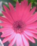 flower2 - this is also