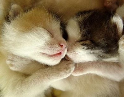 cats - two cats sleeping