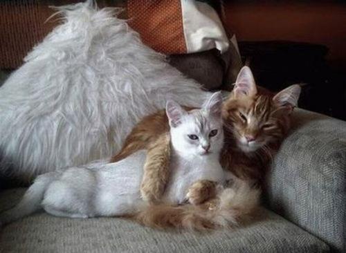 cats - white and brown cat sitting on the sofa