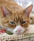 cats -  a brown cat